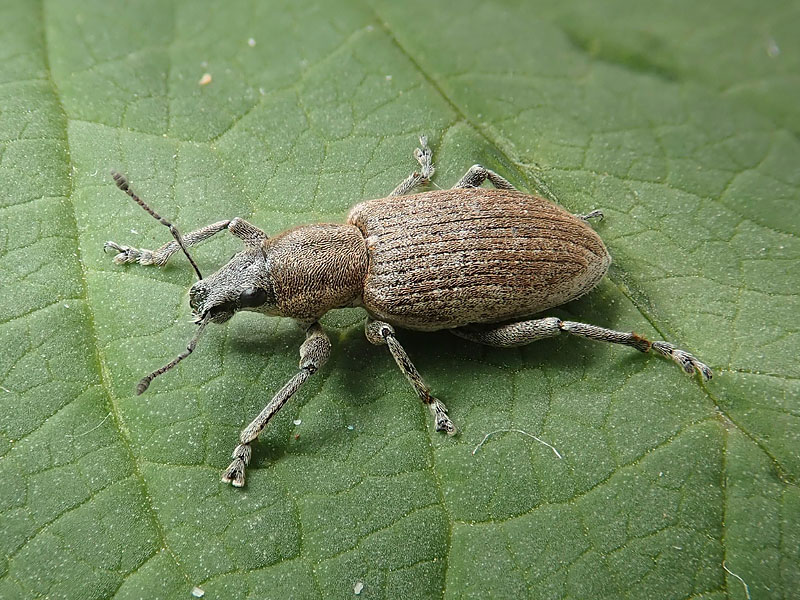 Curculionidae: Tanymecus palliatus, femmina